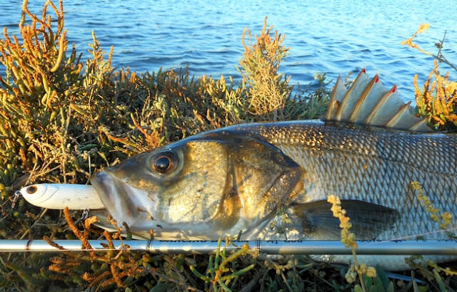 Méditerranée : loups d&rsquo;automne