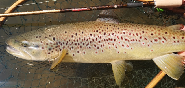 Dragonbait Trout Edition Luxe 3-18 g