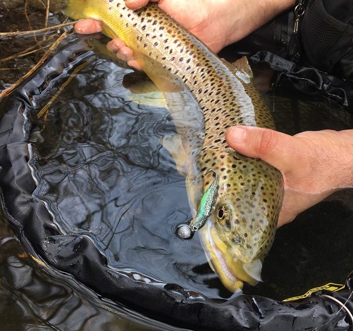 Flash-J-Shad… »Le leurre souple de début de saison »