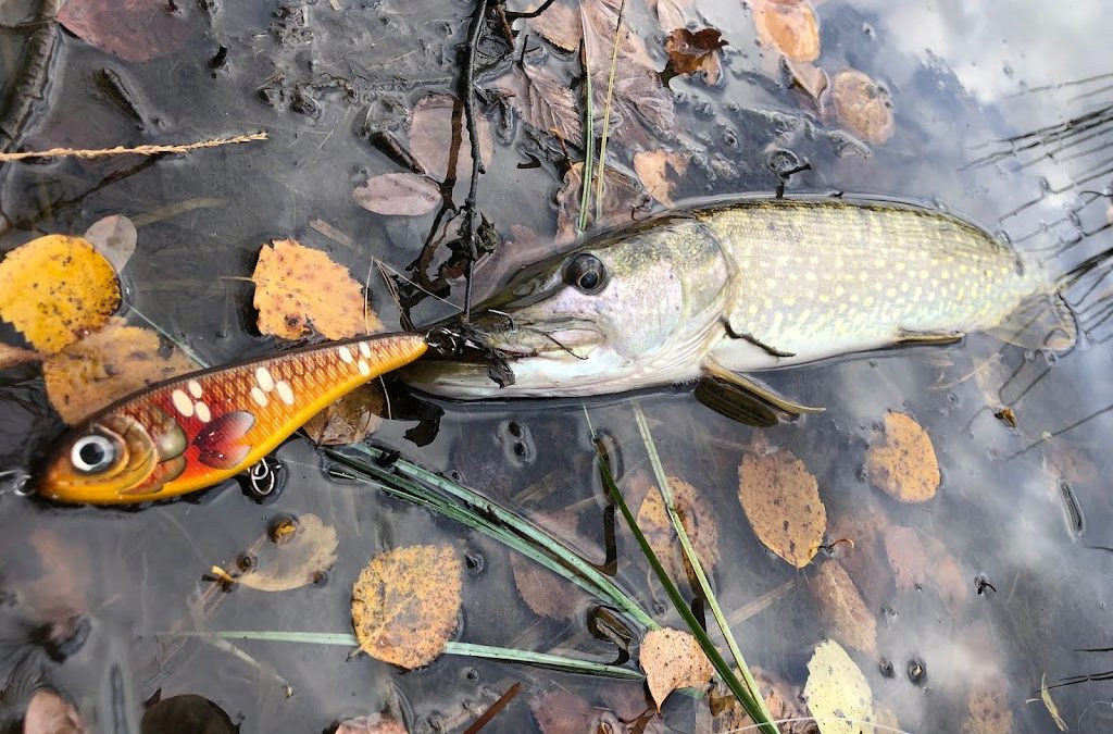 Le brochet en eaux peu profondes